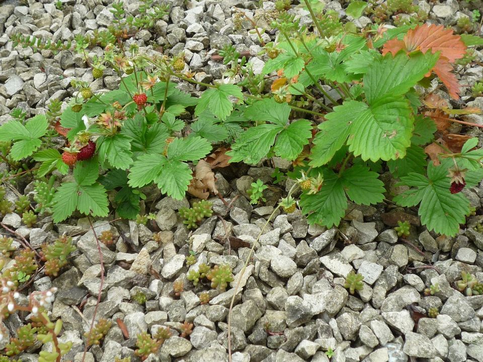 Natternkopf, Ruprechtskraut, Waldmeister, Weinraute, Eberraute, H in Leverkusen