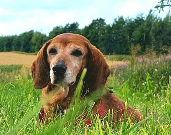 Hundeomi Tobi sucht ihren liebevollen Alterswohnsitz ♥️ in Tarp