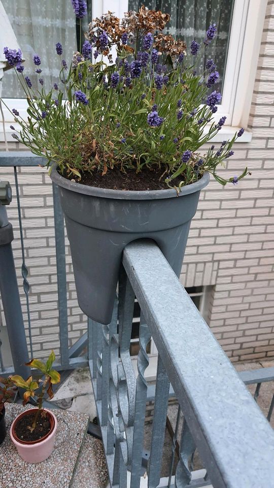 Blumenkasten verschiedene in Bergisch Gladbach