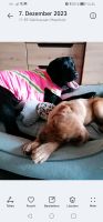 Pinker Hundemantel (6 Monate alter Labrador ca) Hessen - Gelnhausen Vorschau