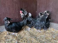 Hühner Hennen Rassehühner Amrock Maran usw. Rheinland-Pfalz - Spangdahlem Vorschau