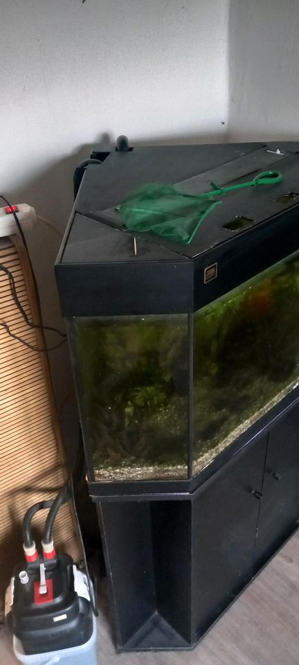Aquarium komplett mit Fische in Südharz