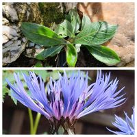 Berg Flockenblume Staude winterhart Halbschatten Sonne Nordrhein-Westfalen - Bergisch Gladbach Vorschau