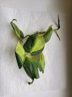 Philodendron Brazil Ableger Bayern - Aschaffenburg Vorschau