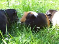 TFA + Biologin bietet Katzenbetreuung/ Kleintierbetreuung Köln - Weidenpesch Vorschau
