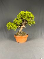 Bonsai Chuhin Itoigawa Shimpaku, chinesischer Wacholder Niedersachsen - Wietze Vorschau