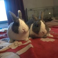 2 Kaninchen zu verkaufen Hamburg-Mitte - Hamburg Horn Vorschau