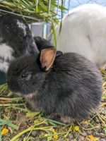 Kaninchen Babys Baden-Württemberg - Wäschenbeuren Vorschau