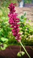 Kiss-me-over-the-garden-gate,Persicaria orientalis,Cerise pearls Saarland - Großrosseln Vorschau