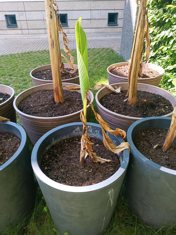 Bananenpflanzen Musa Basjoo. in Bad Homburg