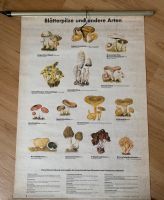 Letzter Preis! DDR Wandkarte Schulkarte Tafelkarte “Blätterpilze” Sachsen-Anhalt - Greppin Vorschau