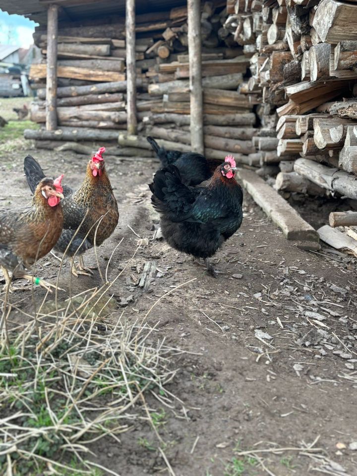 ⭐Bruteier Olivleger, Buntleger, Easteregger, Marans sk, Hühner⭐ in Kronach