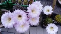 2 blühfähige Echinopsis Oxygana Thüringen - Tonna Vorschau