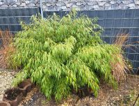 Bambus - Bambuswurzeln - Rhizome - Ableger - Teichpflanze Dortmund - Westerfilde Vorschau