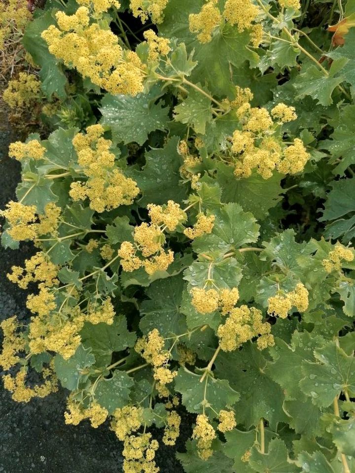 Frauenmantel/Alchemilla mollis/    PFLANZE in Selters