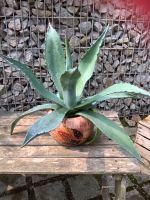 Agave mediterrane Freilandpflanze ideal als Geschenk! Baden-Württemberg - Gechingen Vorschau