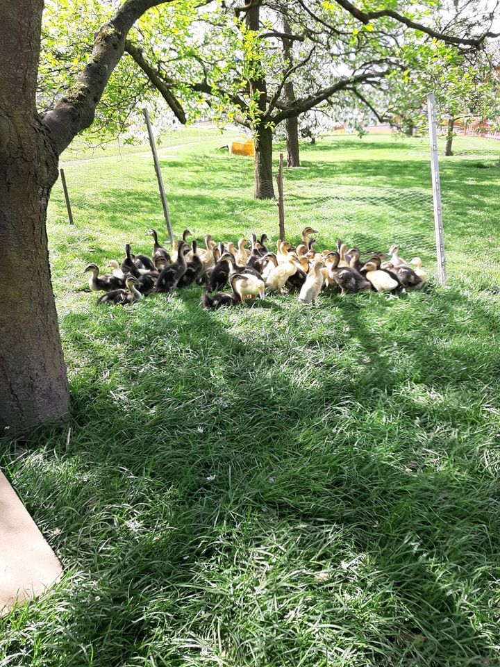 Entenküken von Rouen clair enten in Breitenbach am Herzberg