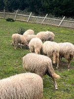 Schafe herde Nordrhein-Westfalen - Bottrop Vorschau