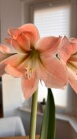 Ableger Amaryllis Apricot Parfait Düsseldorf - Benrath Vorschau