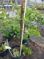 Aronia Beeren-Strauch,starke Stämmchen,super Hecke,Früchte essbar Hessen - Gießen Vorschau