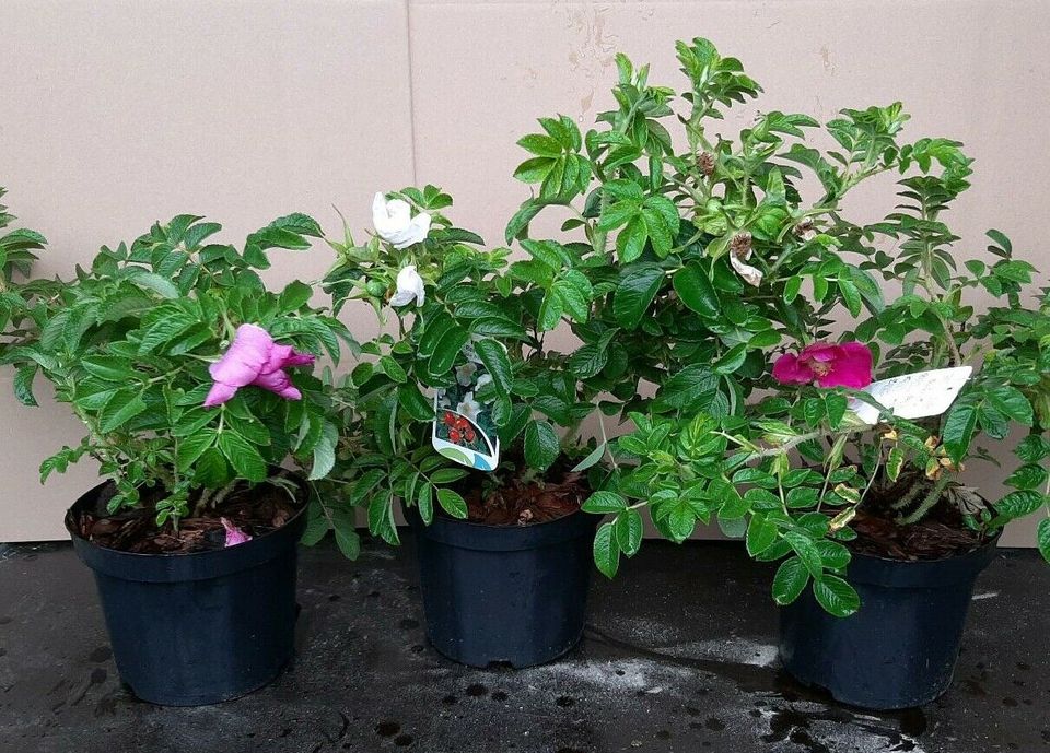 Rosa rugosa, Kartoffelrose, Wildrose in Großefehn