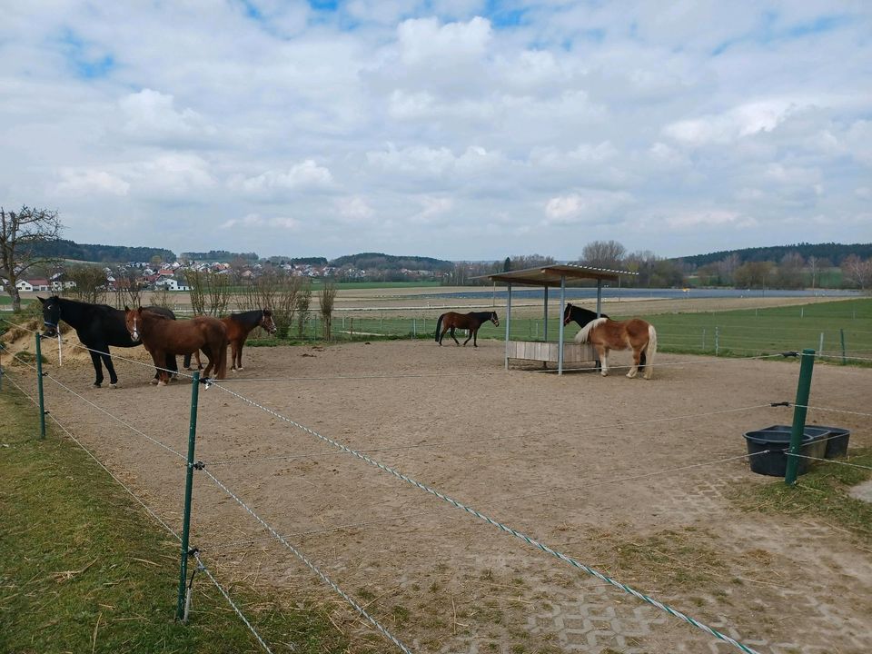 Pferdebox, Einstellplatz, Stall, Pferde, Offenstall in Aresing