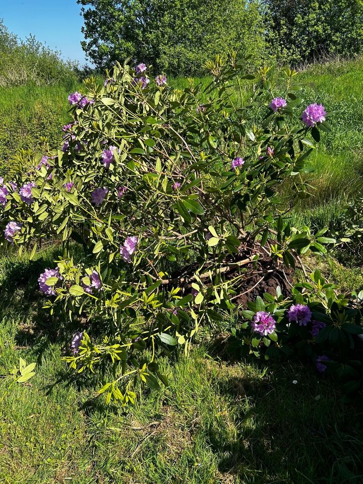 Rhododendron in Wiesmoor