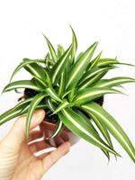 Grünlilie Chlorophytum variegatum Sachsen - Pulsnitz Vorschau