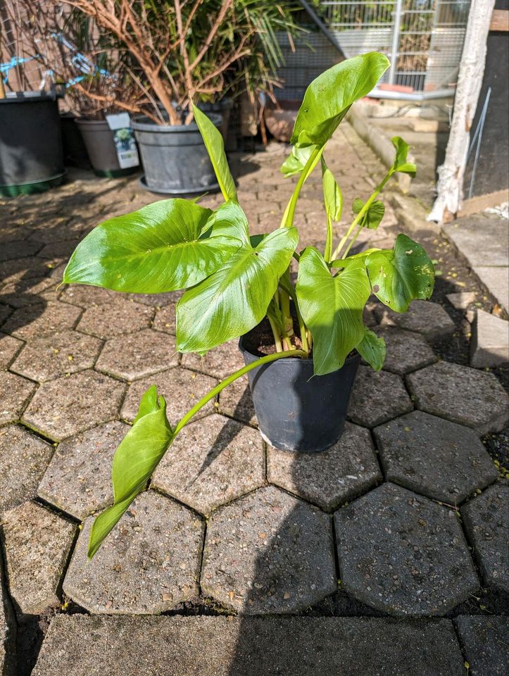 Calla zu verkaufen in Osnabrück