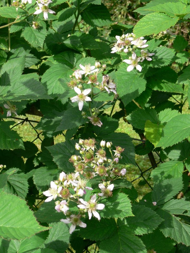 Brombeerstaude in Dietramszell