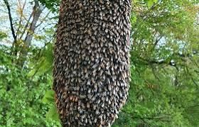 Bienenschwarm Bienen gefunden. in Hannover