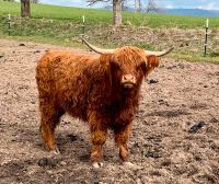 Hochlandrinder Färsen - Highland cattle Bayern - Weidenberg Vorschau