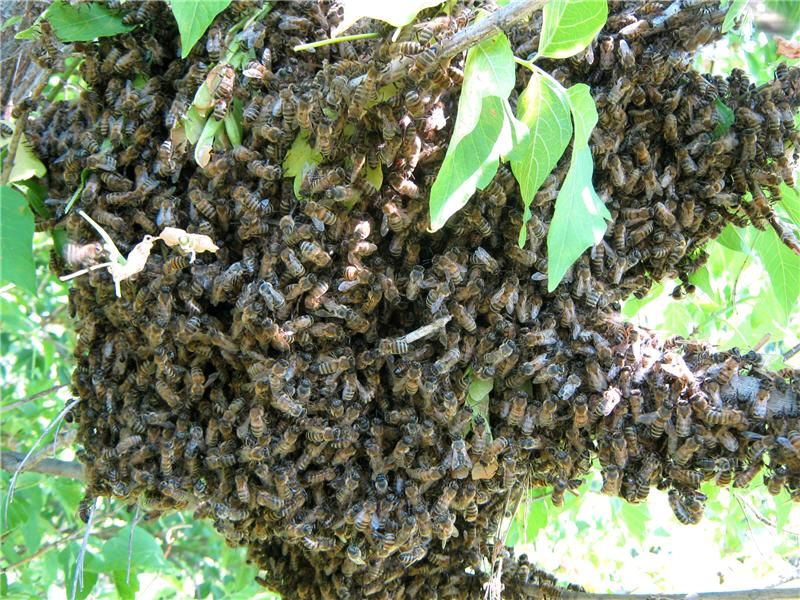 Bienenschwarm, Imker, Bienen in Merchweiler