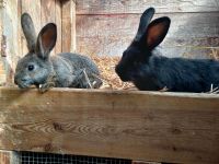 Kaninchen Böcke, große Rasse Dithmarschen - Tellingstedt Vorschau