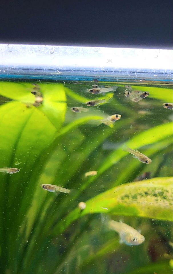 Endler Guppys in Berlin