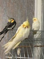 Drei  Nymphensittich Vögel Handzahm Käfig Berlin - Mitte Vorschau