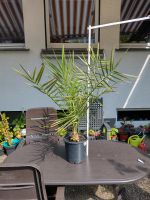 Phoenix dactylifera echte Dattelpalme Palme Pflanze Nordrhein-Westfalen - Iserlohn Vorschau