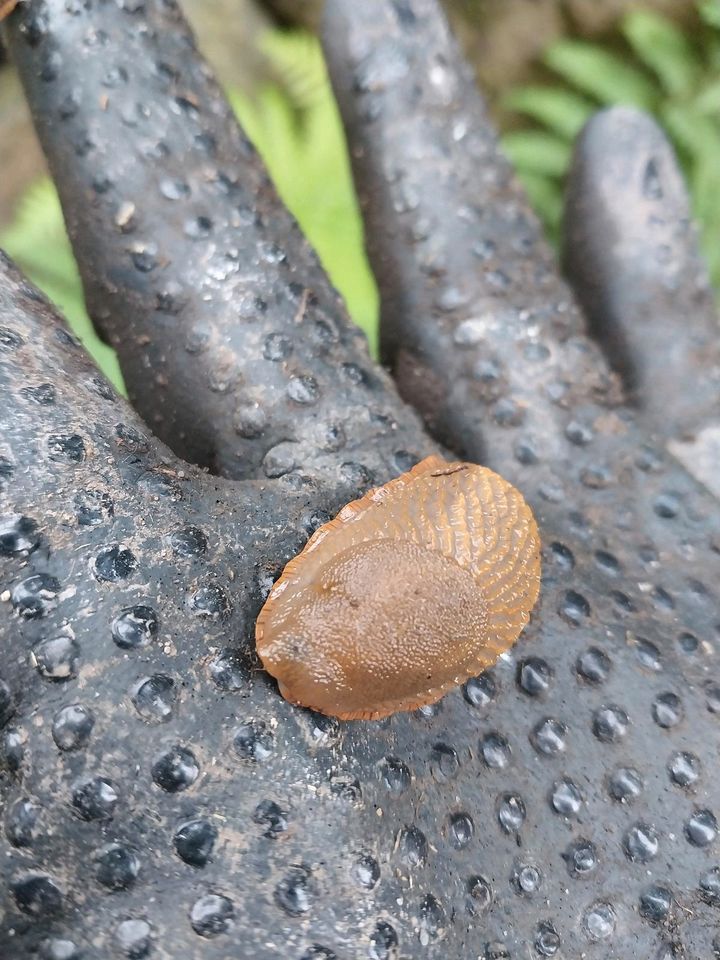 Nacktschnecken (oder auch Landlungenschnecken) in Mendig