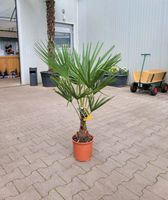 Hanfpalme 'Trachycarpus Fortunei' 20cm Stammhöhe für 29,99€ - Direkt vom Gärtner! Niedersachsen - Bad Zwischenahn Vorschau