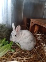 Zuckersüße Kaninchen a.d. Tierschutz suchen Zuhause! Baden-Württemberg - Gundelsheim Vorschau