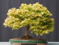 Bonsai Fächerahorn Ahorn Kashima Acer Palmatum Baden-Württemberg - Straubenhardt Vorschau