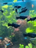 Black Mollys Aquarium Fische Zierfische Algen Algenfresser Niedersachsen - Emstek Vorschau