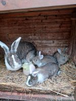Kaninchen abzugeben Niedersachsen - Steinau Vorschau