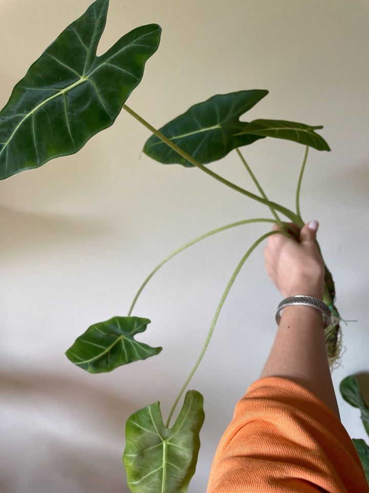 2 alocasia frydek Pflanzen in Hamburg