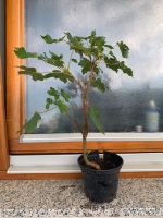 Pre-Bonsai Bergahorn frosthart Outdoor Topfpflanze Gehölz Baum Baden-Württemberg - Nürtingen Vorschau