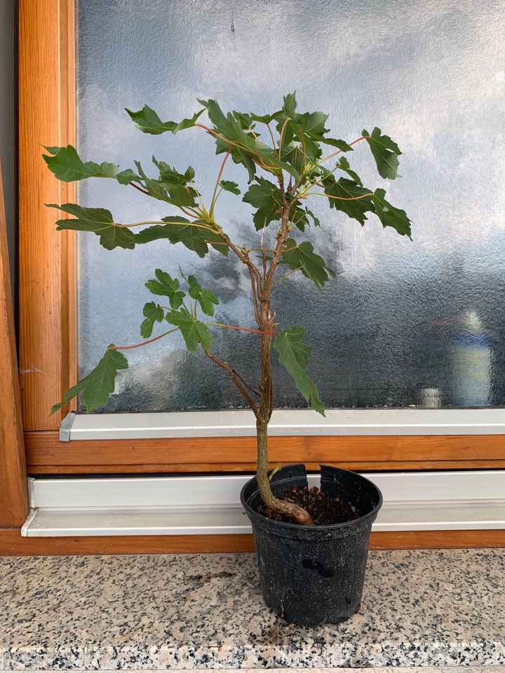 Pre-Bonsai Bergahorn frosthart Outdoor Topfpflanze Gehölz Baum in Nürtingen