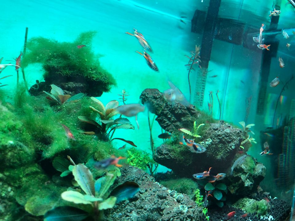❤️ Guppy Aquarienfische ❤️ in Düsseldorf