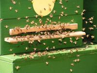 2024er Bienenvölker Carnica aus Varroatoleranzucht Niedersachsen - Rastede Vorschau