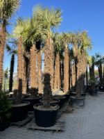 Trachycarpus Fortunei Palmen bis 4 Meter Höhe nur 349€ Baden-Württemberg - Ettenheim Vorschau