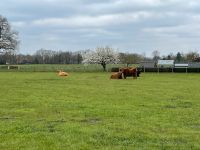 Wiese, Weide, Grünland, Naturschutzfläche, Weidefläche Nordrhein-Westfalen - Hopsten Vorschau